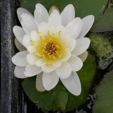 Nymphaea 'Marliacea Albida'