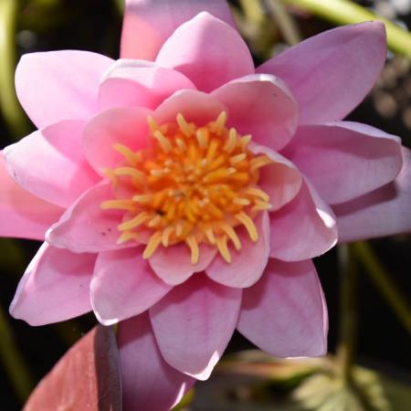 Nymphaea 'Pink Sensation'