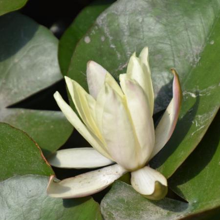 Nymphaea 'Sulphurea'