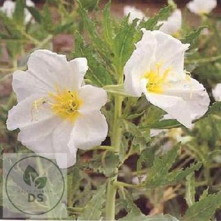 Oenothera speciosa 'Alba'