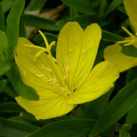 Oenothera hybride 'African Sun'