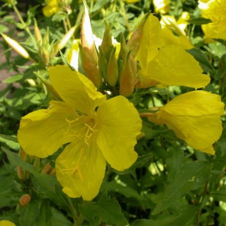 Oenothera fruticosa ssp glauca