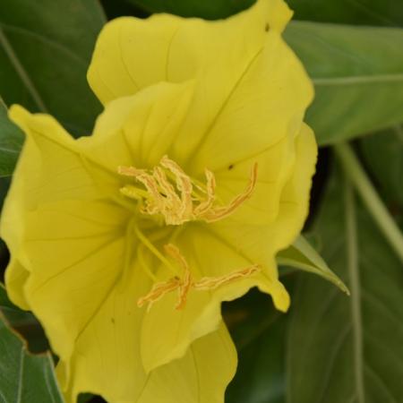 Oenothera macrocarpa