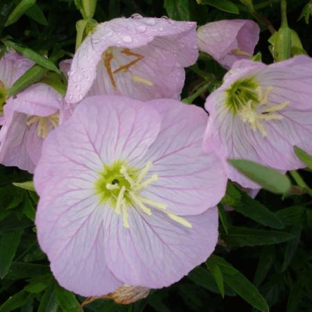 Oenothera speciosa 'Siskyou'