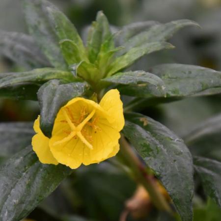 Oenothera fruticosa 'Sonnenwende'