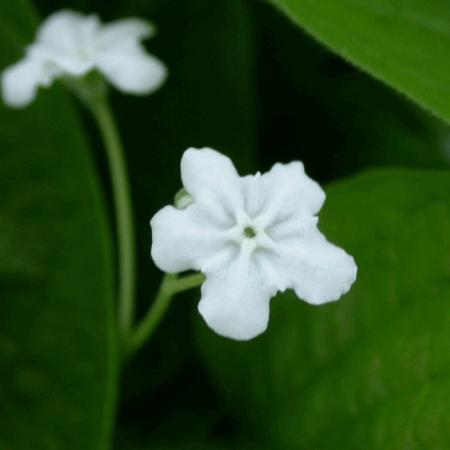 Omphalodes verna 'Alba'