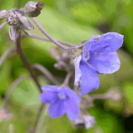 Omphalodes capp. 'Cherry Ingram'