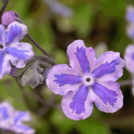 Omphalodes cappadocica 'Starry Eyes'