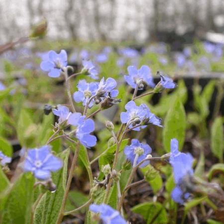 Omphalodes verna