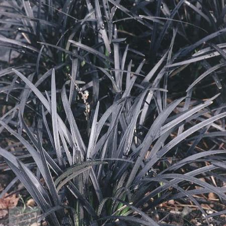 Ophiopogon planiscapus 'Black Dragon'