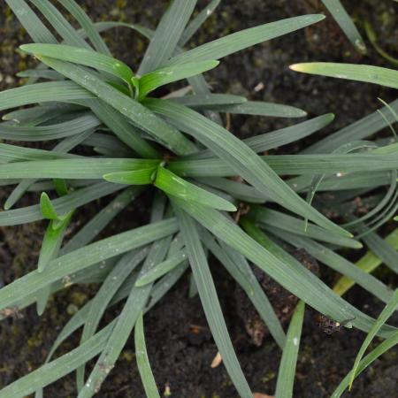 Ophiopogon japonicus 'Minor'