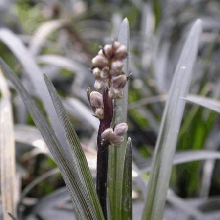 Ophiopogon planiscapus 'Niger'