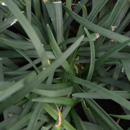 Ophiopogon planiscapus