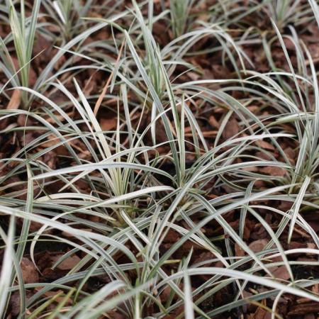 Ophiopogon japonicus 'Silver Mist'