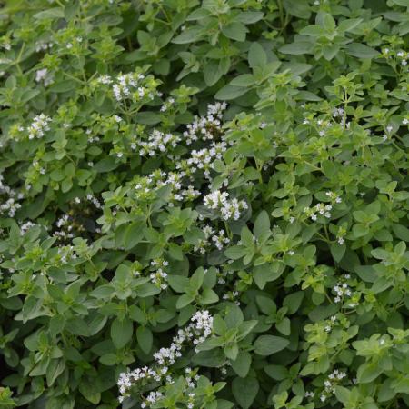 Origanum vulgare 'Aureum'