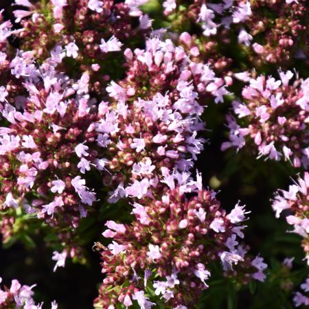 Origanum vulgare 'Compactum'