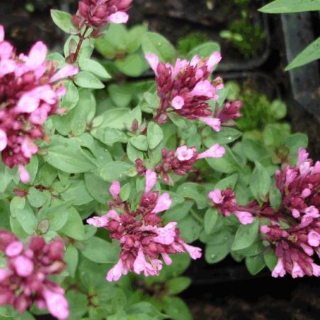 Origanum laevigatum 'Herrenhausen'