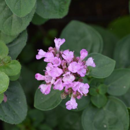 Origanum 'Rosenkuppel'