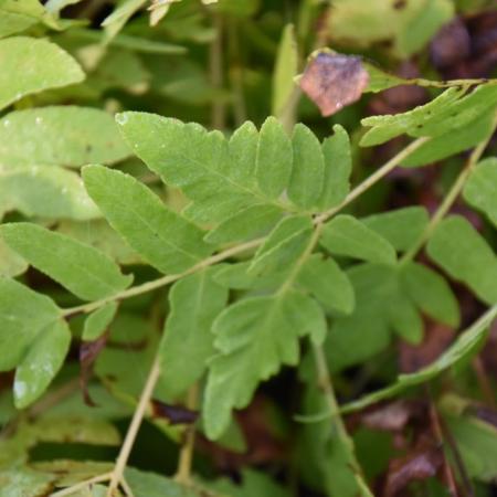 Osmunda regalis 'Purpurascens'