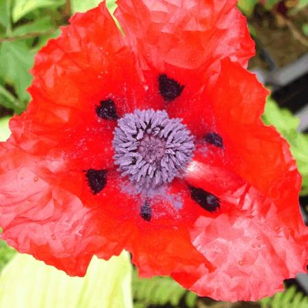 Papaver orientale 'Beauty of Livermere'