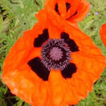 Papaver orientale 'Brilliant'