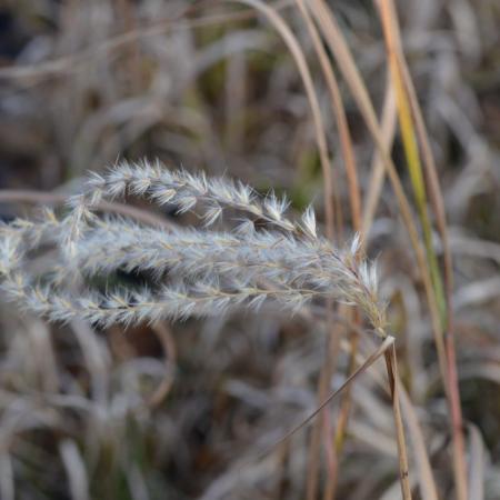 Panicum virgatum 'Cloud Nine'