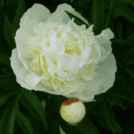 Paeonia lactiflora 'Duchesse de Nemours'