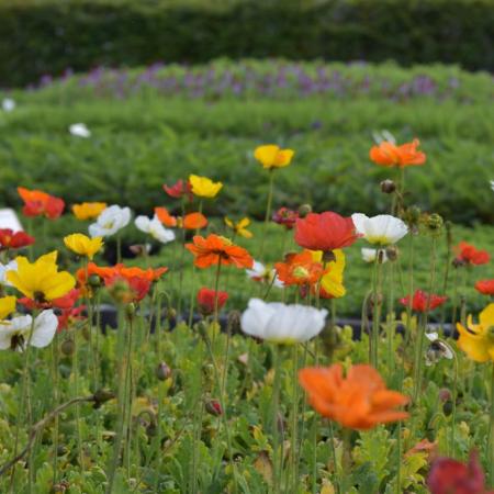 Papaver nudicaule 'Gartenzwerg'