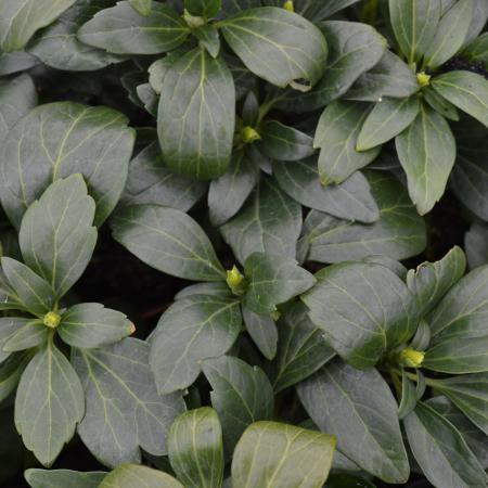 Pachysandra terminalis 'Green Carpet'