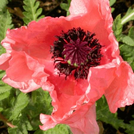 Papaver orientale 'Helen Elizabeth'