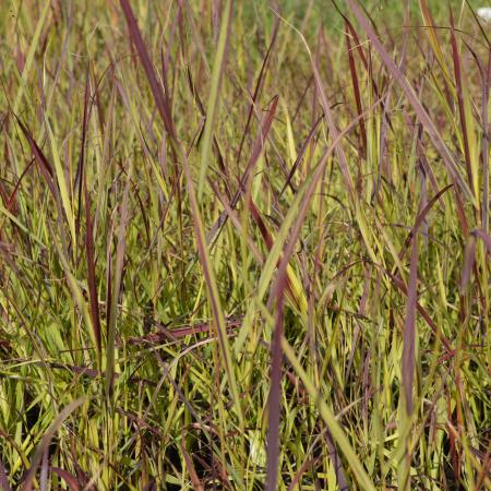 Panicum virgatum 'Heiliger Hain'