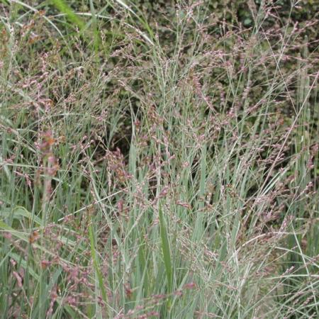 Panicum virgatum 'Heavy Metal'