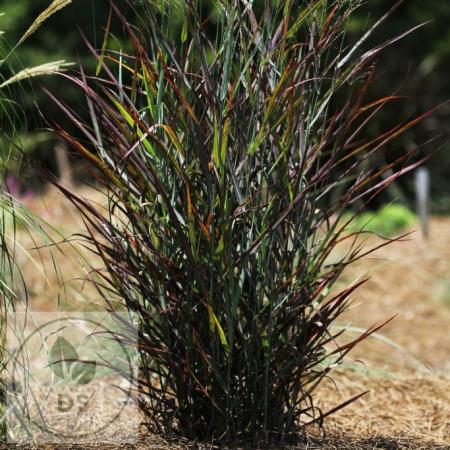 Panicum virgatum 'Hot Rod'