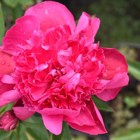 Paeonia lactiflora 'Inspecteur Lavergne'