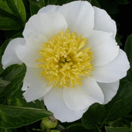 Paeonia lactiflora 'Jan Van Leeuwen'