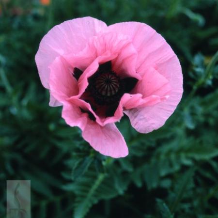 Papaver orientale 'Konigin Alexandra'