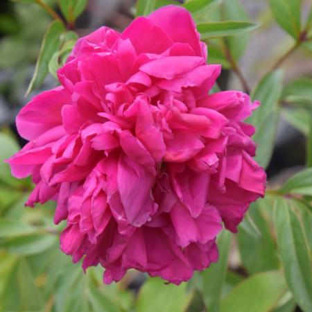 Paeonia lactiflora 'Karl Rosenfield'