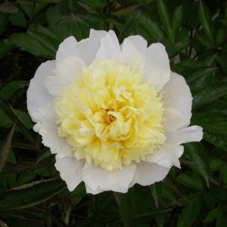 Paeonia lactiflora 'Laura Dessert'