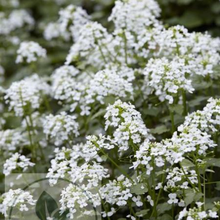 Pachyphragma macrophylla