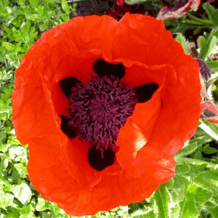 Papaver orientale 'Marcus Perry'