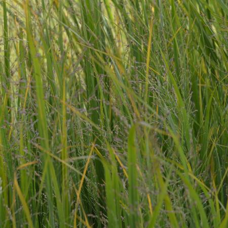 Panicum virgatum 'Notrthwind'