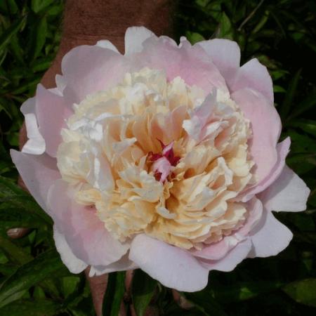 Paeonia lactiflora 'Nymphe'