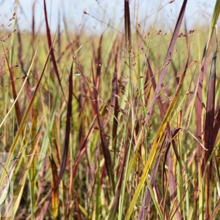 Panicum virgatum 'Purple Breeze'