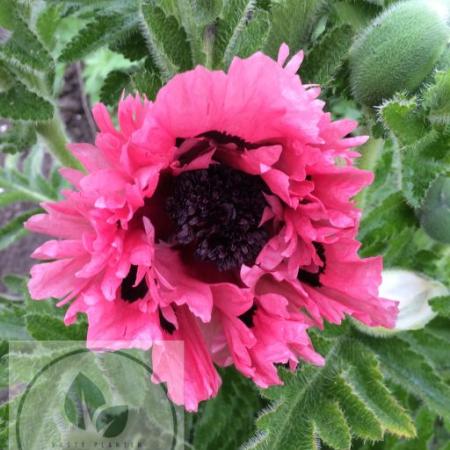 Papaver orientale 'Pink Perfection'