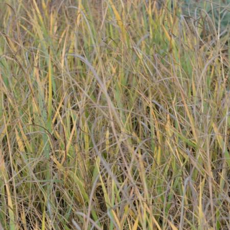 Panicum virgatum 'Prairie Sky'