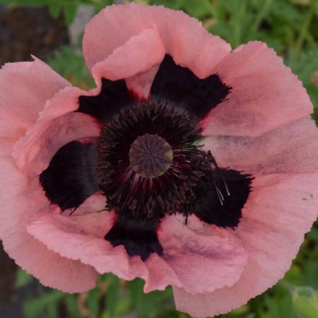 Papaver orientale 'Prinzessin Viktoria Luise'