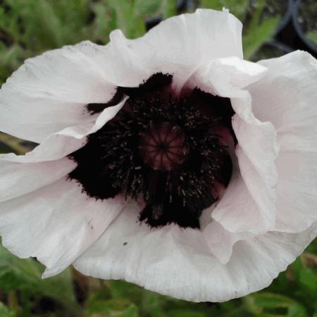 Papaver orientale 'Perry's White'