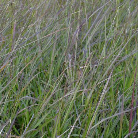 Panicum virgatum 'Rehbraun'