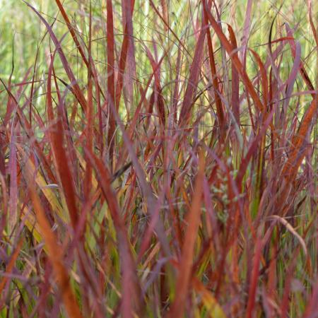 Panicum virgatum 'Rotstrahlbusch'