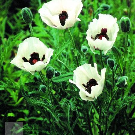 Papaver orientale 'Royal Wedding'